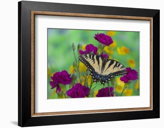 Eastern Tiger Swallowtail Butterfly-Darrell Gulin-Framed Photographic Print