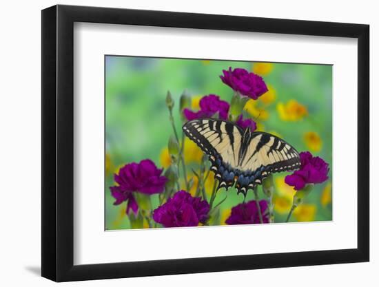 Eastern Tiger Swallowtail Butterfly-Darrell Gulin-Framed Photographic Print