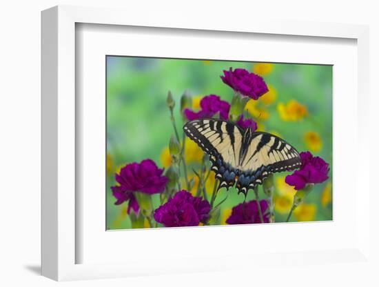 Eastern Tiger Swallowtail Butterfly-Darrell Gulin-Framed Photographic Print