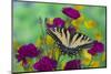 Eastern Tiger Swallowtail Butterfly-Darrell Gulin-Mounted Photographic Print