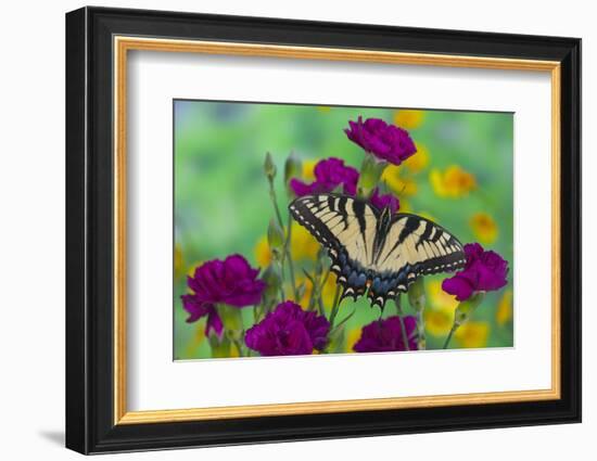 Eastern Tiger Swallowtail Butterfly-Darrell Gulin-Framed Photographic Print