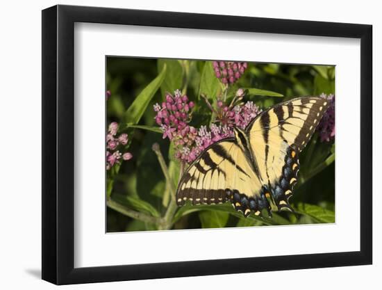 Eastern Tiger Swallowtail Butterfly-Lynn M^ Stone-Framed Photographic Print