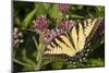 Eastern Tiger Swallowtail Butterfly-Lynn M^ Stone-Mounted Photographic Print