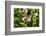 Eastern Tiger Swallowtail Butterfly-Lynn M^ Stone-Framed Photographic Print