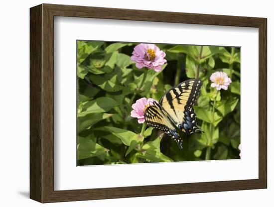 Eastern Tiger Swallowtail Butterfly-Lynn M^ Stone-Framed Photographic Print