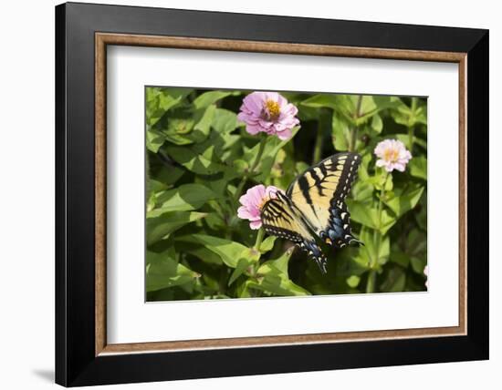 Eastern Tiger Swallowtail Butterfly-Lynn M^ Stone-Framed Photographic Print