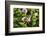 Eastern Tiger Swallowtail Butterfly-Lynn M^ Stone-Framed Photographic Print