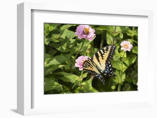Eastern Tiger Swallowtail Butterfly-Lynn M^ Stone-Framed Photographic Print