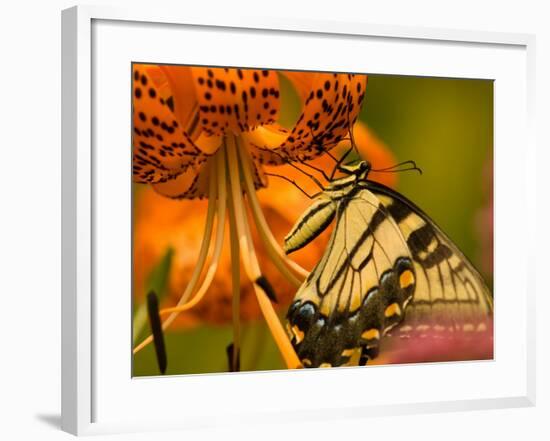 Eastern Tiger Swallowtail Butterfuly Feeding on Orange Tiger Lily, Vienna, Virginia, USA-Corey Hilz-Framed Photographic Print