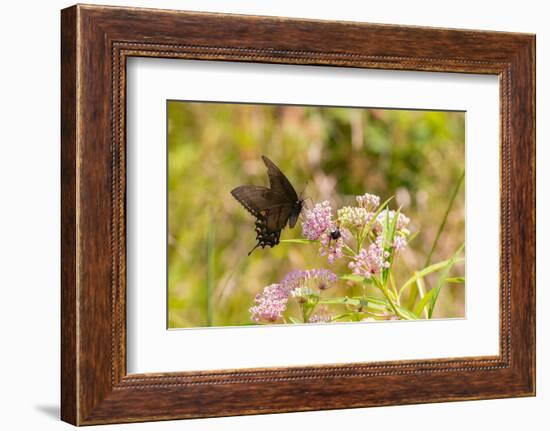 Eastern Tiger swallowtail female black form on swamp milkweed-Richard and Susan Day-Framed Photographic Print