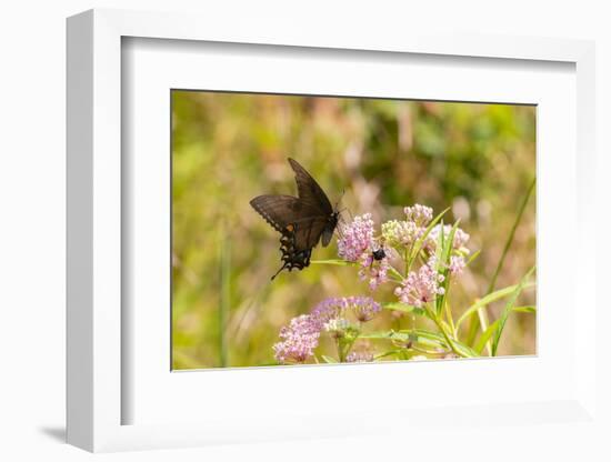 Eastern Tiger swallowtail female black form on swamp milkweed-Richard and Susan Day-Framed Photographic Print