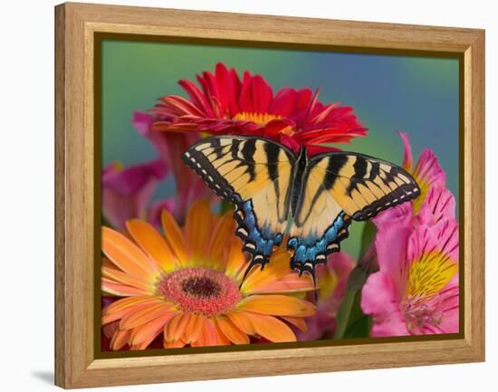 Eastern Tiger Swallowtail Female on Gerber Daisies, Sammamish, Washington, USA-Darrell Gulin-Framed Premier Image Canvas