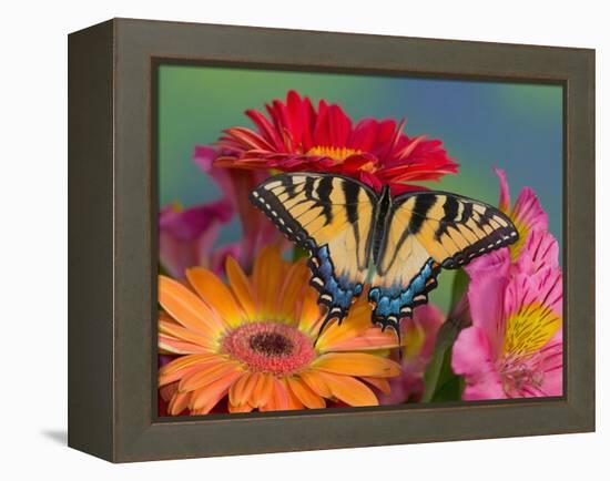 Eastern Tiger Swallowtail Female on Gerber Daisies, Sammamish, Washington, USA-Darrell Gulin-Framed Premier Image Canvas