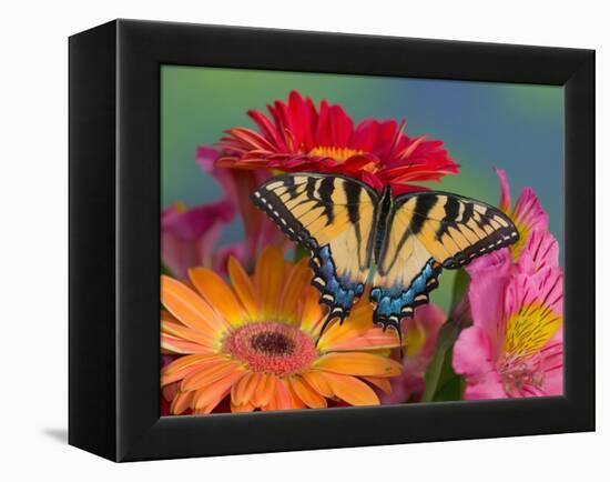 Eastern Tiger Swallowtail Female on Gerber Daisies, Sammamish, Washington, USA-Darrell Gulin-Framed Premier Image Canvas