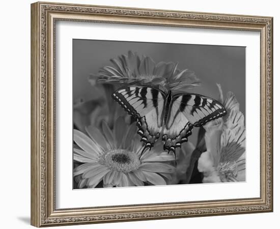 Eastern Tiger Swallowtail Female on Gerber Daisies, Sammamish, Washington, USA-Darrell Gulin-Framed Photographic Print