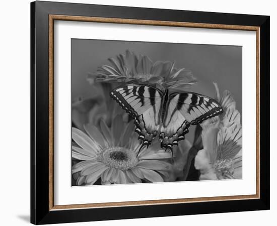 Eastern Tiger Swallowtail Female on Gerber Daisies, Sammamish, Washington, USA-Darrell Gulin-Framed Photographic Print