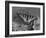 Eastern Tiger Swallowtail Female on Gerber Daisies, Sammamish, Washington, USA-Darrell Gulin-Framed Photographic Print