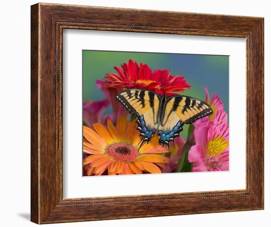 Eastern Tiger Swallowtail Female on Gerber Daisies, Sammamish, Washington, USA-Darrell Gulin-Framed Photographic Print