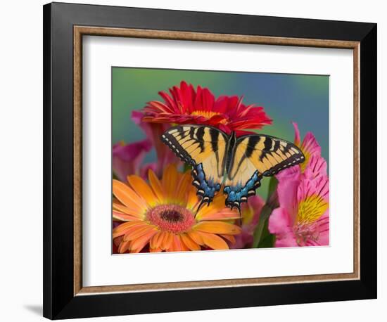 Eastern Tiger Swallowtail Female on Gerber Daisies, Sammamish, Washington, USA-Darrell Gulin-Framed Photographic Print