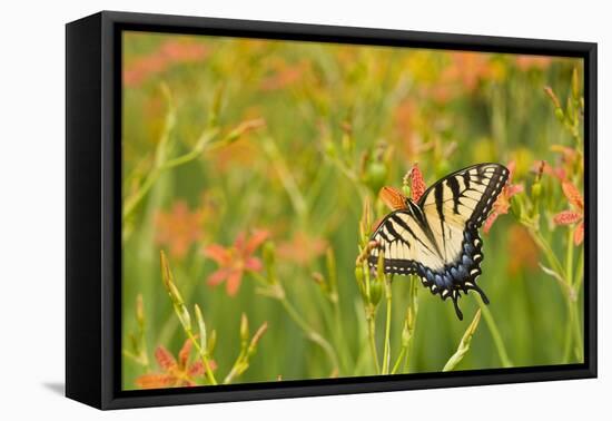 Eastern Tiger Swallowtail on Blackberry Lily, Marion Co. Il-Richard ans Susan Day-Framed Premier Image Canvas