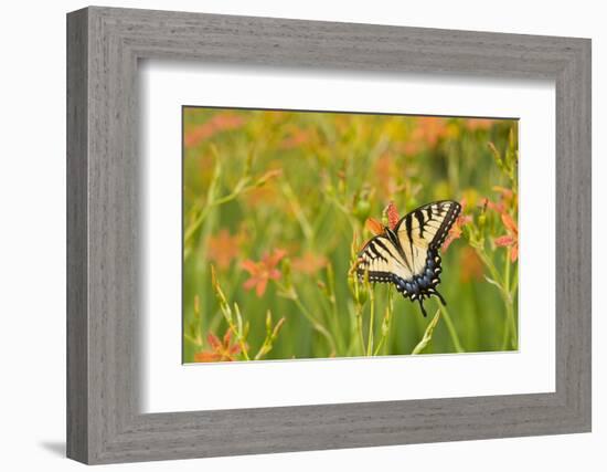 Eastern Tiger Swallowtail on Blackberry Lily, Marion Co. Il-Richard ans Susan Day-Framed Photographic Print