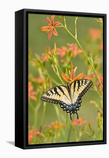 Eastern Tiger Swallowtail on Blackberry Lily, Marion, Illinois, Usa-Richard ans Susan Day-Framed Premier Image Canvas