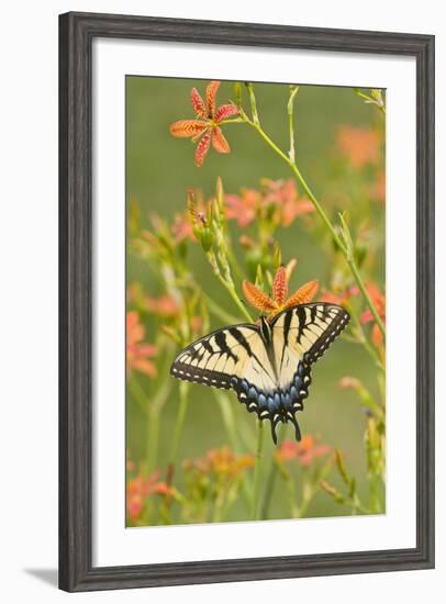 Eastern Tiger Swallowtail on Blackberry Lily, Marion, Illinois, Usa-Richard ans Susan Day-Framed Photographic Print