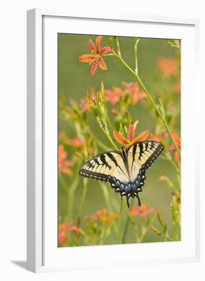 Eastern Tiger Swallowtail on Blackberry Lily, Marion, Illinois, Usa-Richard ans Susan Day-Framed Photographic Print