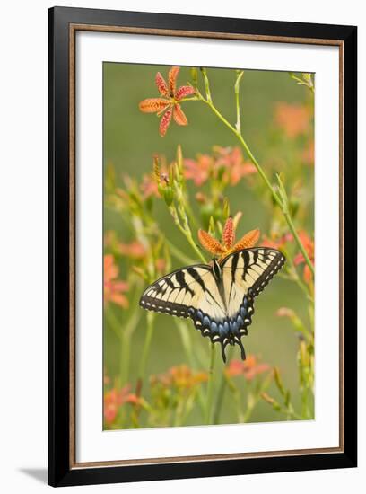 Eastern Tiger Swallowtail on Blackberry Lily, Marion, Illinois, Usa-Richard ans Susan Day-Framed Photographic Print