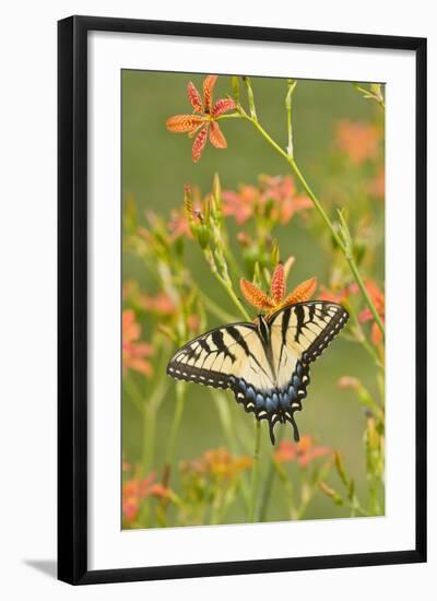 Eastern Tiger Swallowtail on Blackberry Lily, Marion, Illinois, Usa-Richard ans Susan Day-Framed Photographic Print