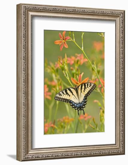 Eastern Tiger Swallowtail on Blackberry Lily, Marion, Illinois, Usa-Richard ans Susan Day-Framed Photographic Print