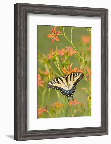 Eastern Tiger Swallowtail on Blackberry Lily, Marion, Illinois, Usa-Richard ans Susan Day-Framed Photographic Print