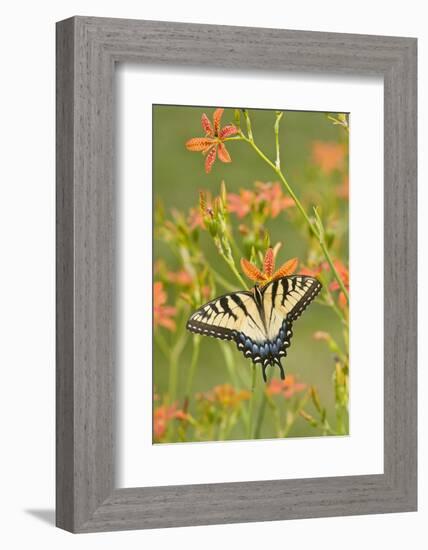 Eastern Tiger Swallowtail on Blackberry Lily, Marion, Illinois, Usa-Richard ans Susan Day-Framed Photographic Print