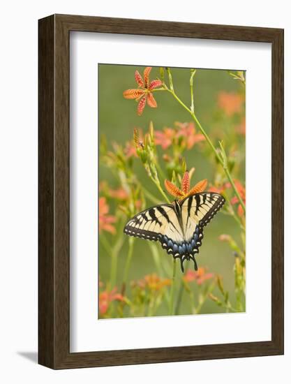 Eastern Tiger Swallowtail on Blackberry Lily, Marion, Illinois, Usa-Richard ans Susan Day-Framed Photographic Print