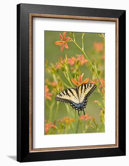 Eastern Tiger Swallowtail on Blackberry Lily, Marion, Illinois, Usa-Richard ans Susan Day-Framed Photographic Print