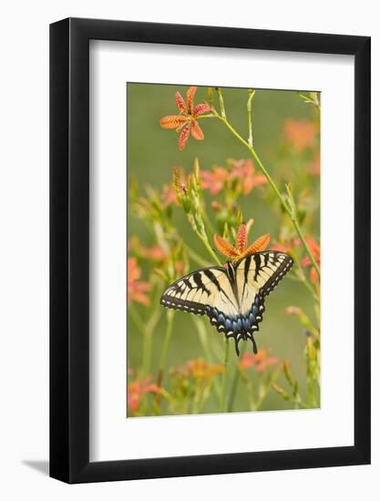 Eastern Tiger Swallowtail on Blackberry Lily, Marion, Illinois, Usa-Richard ans Susan Day-Framed Photographic Print