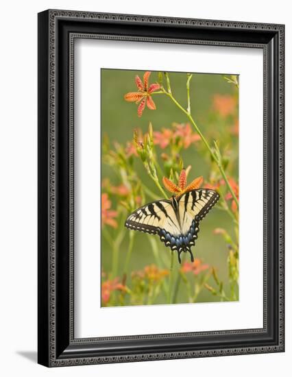 Eastern Tiger Swallowtail on Blackberry Lily, Marion, Illinois, Usa-Richard ans Susan Day-Framed Photographic Print