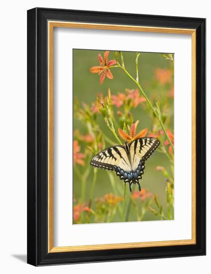 Eastern Tiger Swallowtail on Blackberry Lily, Marion, Illinois, Usa-Richard ans Susan Day-Framed Photographic Print