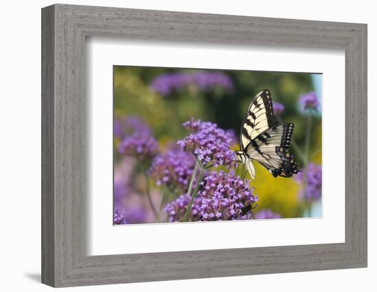 Eastern Tiger Swallowtail on Brazilian Verbena, Marion Co. Il-Richard ans Susan Day-Framed Photographic Print