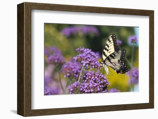 Eastern Tiger Swallowtail on Brazilian Verbena, Marion Co. Il-Richard ans Susan Day-Framed Photographic Print