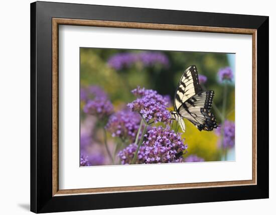 Eastern Tiger Swallowtail on Brazilian Verbena, Marion Co. Il-Richard ans Susan Day-Framed Photographic Print