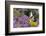 Eastern Tiger Swallowtail on Brazilian Verbena, Marion Co. Il-Richard ans Susan Day-Framed Photographic Print