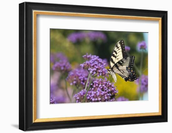 Eastern Tiger Swallowtail on Brazilian Verbena, Marion Co. Il-Richard ans Susan Day-Framed Photographic Print