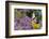 Eastern Tiger Swallowtail on Brazilian Verbena, Marion Co. Il-Richard ans Susan Day-Framed Photographic Print