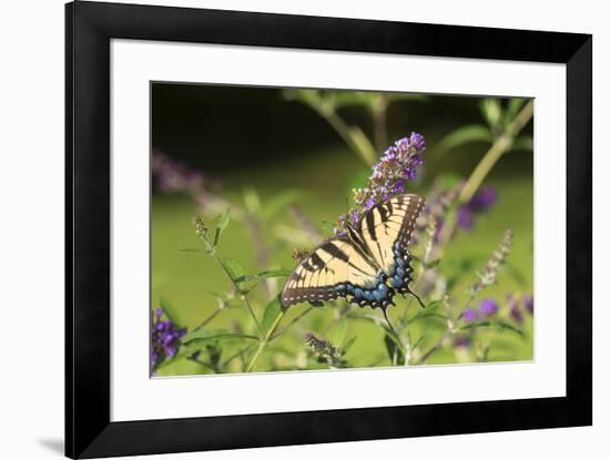 Eastern Tiger Swallowtail on Butterfly Bush, Illinois-Richard & Susan Day-Framed Premium Photographic Print