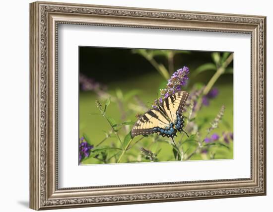 Eastern Tiger Swallowtail on Butterfly Bush, Illinois-Richard & Susan Day-Framed Photographic Print