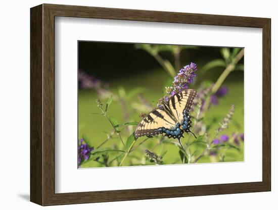 Eastern Tiger Swallowtail on Butterfly Bush, Illinois-Richard & Susan Day-Framed Photographic Print