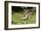 Eastern Tiger Swallowtail on Butterfly Bush, Illinois-Richard & Susan Day-Framed Photographic Print