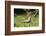 Eastern Tiger Swallowtail on Butterfly Bush, Illinois-Richard & Susan Day-Framed Photographic Print