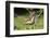 Eastern Tiger Swallowtail on Butterfly Bush, Illinois-Richard & Susan Day-Framed Photographic Print